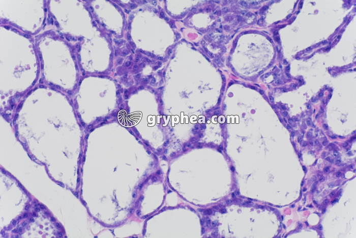 Glande mammaire en activité x100 - gryphea.com